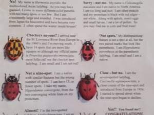 Lost Ladybug Project